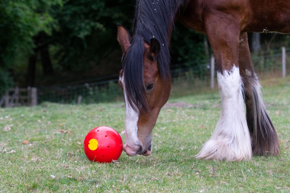 Likit, snak-a-ball