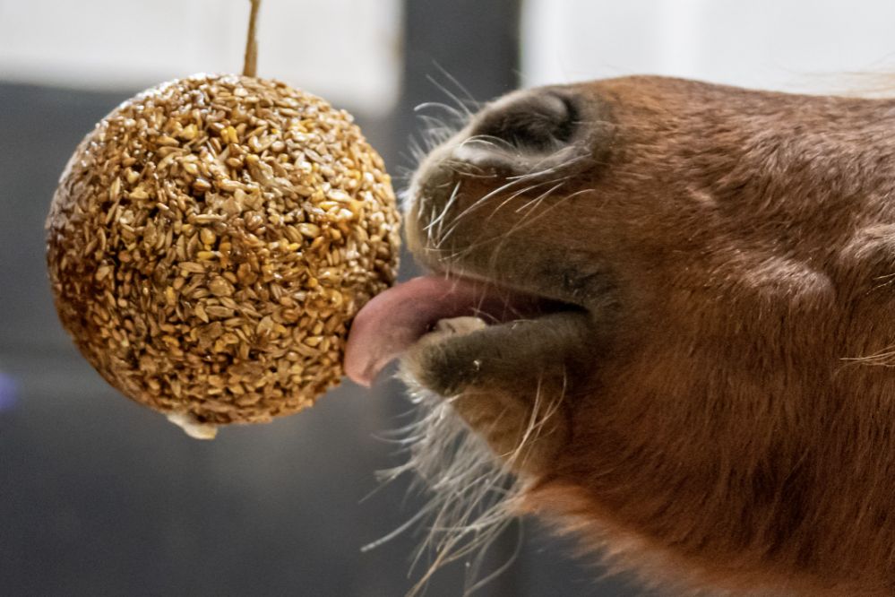Granola stall ball 1,6kg, Likit